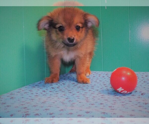 Medium Photo #3 Dameranian Puppy For Sale in PATERSON, NJ, USA