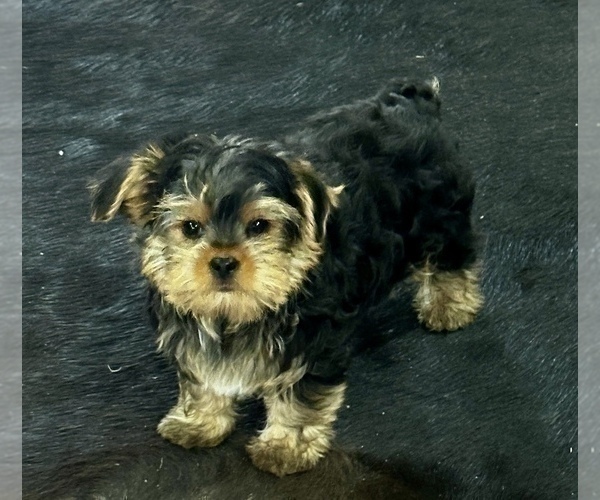 Medium Photo #24 Morkie Puppy For Sale in CASSVILLE, MO, USA