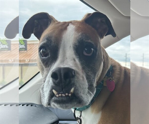 Medium Photo #8 Boxer Puppy For Sale in Burnsville, MN, USA