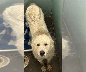 Great Pyrenees Dogs for adoption in Camarillo, CA, USA