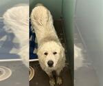 Small Great Pyrenees