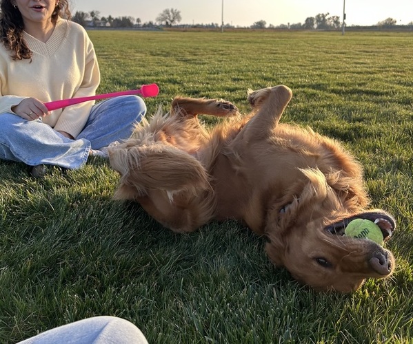Medium Photo #16 Golden Retriever Puppy For Sale in SACRAMENTO, CA, USA