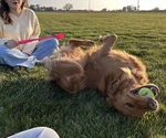 Small #15 Golden Retriever