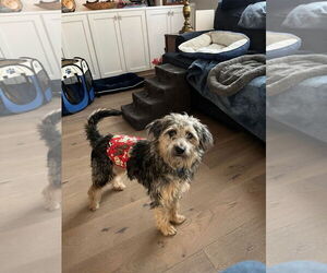 Border Terrier Dogs for adoption in New Orleans, LA, USA