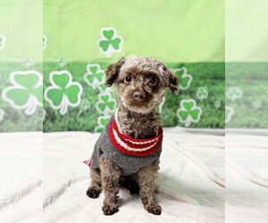 Poodle (Toy) Dogs for adoption in Spring Lake, NJ, USA
