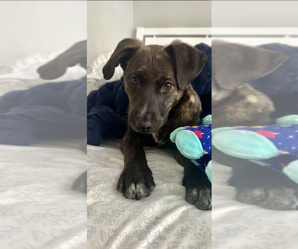 Medium Photo #4 Mountain Cur-Unknown Mix Puppy For Sale in Boston, MA, USA