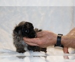 Small #11 ShihPoo