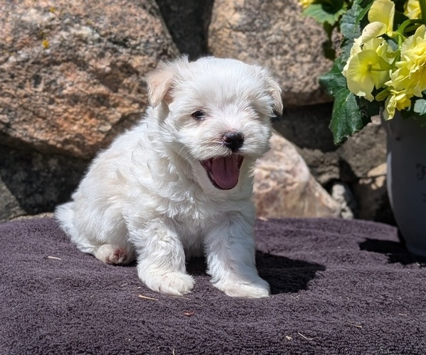 Medium Photo #8 Havanese Puppy For Sale in GOSHEN, IN, USA