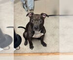 Small #2 American Pit Bull Terrier