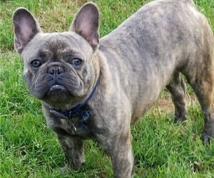 French Bulldog Puppy for sale in LEAGUE CITY, TX, USA