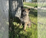 Small #1 German Shepherd Dog