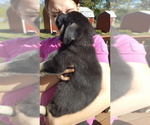 Small Photo #12 German Shepherd Dog Puppy For Sale in LAWRENCEBURG, TN, USA