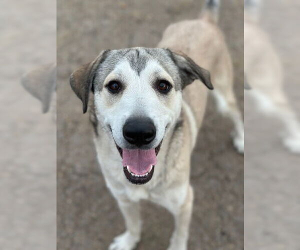 Medium Photo #1 Anatolian Shepherd-Labrador Retriever Mix Puppy For Sale in Canton, CT, USA