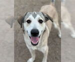 Small Anatolian Shepherd-Labrador Retriever Mix