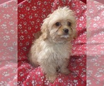 Small #2 Cavachon