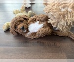 Small #4 Labradoodle