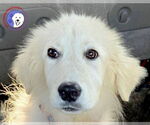Small Great Pyrenees