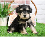 Small #5 Schnauzer (Miniature)