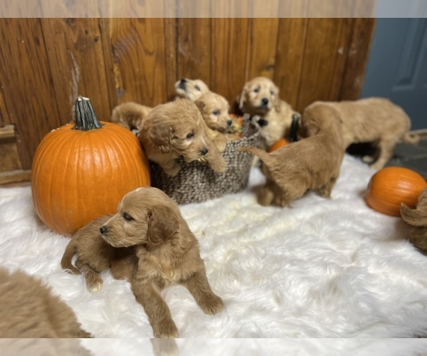 Medium Photo #8 Goldendoodle Puppy For Sale in NEOLA, WV, USA