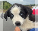 Small Mutt
