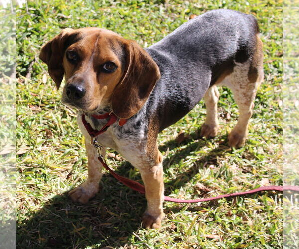 Medium Photo #2 Beagle Puppy For Sale in Dunnellon, FL, USA