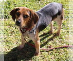 Small #1 Beagle