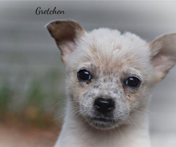Medium Photo #1 Mutt Puppy For Sale in Southbury, CT, USA