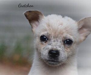 Mutt Dogs for adoption in Southbury, CT, USA