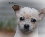 Gretchen - Female Mutt Dog for Adoption - Small photo