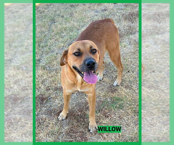 Medium Photo #2 Black Mouth Cur-Unknown Mix Puppy For Sale in Granbury, TX, USA