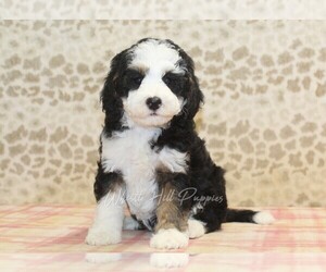Miniature Bernedoodle Puppy for sale in DENVER, PA, USA