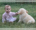 Small #6 Golden Retriever