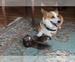 Mother of the Pembroke Welsh Corgi puppies born on 07/02/2025