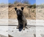 Small Photo #15 Belgian Malinois Puppy For Sale in SAN DIEGO, CA, USA