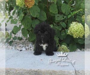 ShihPoo Puppy for sale in LE MARS, IA, USA