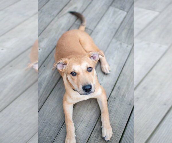 Medium Photo #2 Labrador Retriever-Unknown Mix Puppy For Sale in Germantown, OH, USA