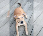 Small Photo #2 Labrador Retriever-Unknown Mix Puppy For Sale in Germantown, OH, USA