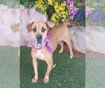 Small Black Mouth Cur