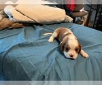 Small #1 Cavalier King Charles Spaniel