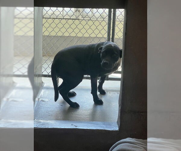 Medium Photo #1 American Staffordshire Terrier-Unknown Mix Puppy For Sale in Tallahassee, FL, USA