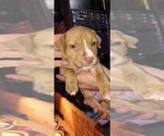 Puppy Puppy 3 American Staffordshire Terrier