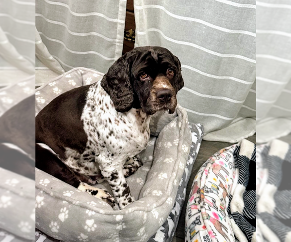 Medium Photo #7 Cocker Spaniel Puppy For Sale in Sioux Falls, SD, USA