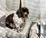 Small #6 Cocker Spaniel