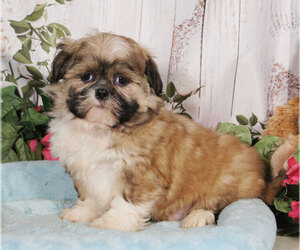 Shih Tzu Puppy for sale in PENNS CREEK, PA, USA
