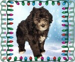 Small Photo #6 Bernedoodle (Miniature) Puppy For Sale in PEYTON, CO, USA