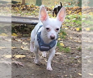 Chihuahua Dogs for adoption in Chester, NJ, USA