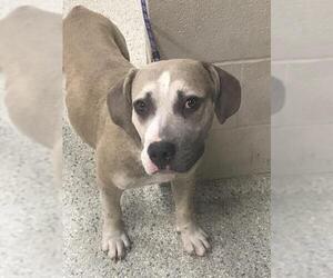 Mutt Dogs for adoption in Conroe, TX, USA