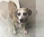 Small Mutt