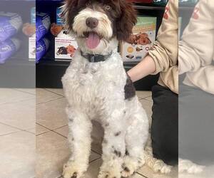 Poodle (Miniature)-Sheepadoodle Mix Puppy for sale in HUTCHINSON, KS, USA