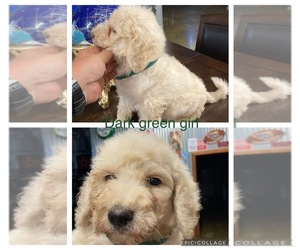 Goldendoodle-Poodle (Standard) Mix Puppy for sale in BREMEN, AL, USA